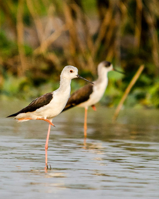 Bird Sanctuary Tour
